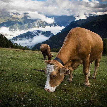 Bergecho Appartement